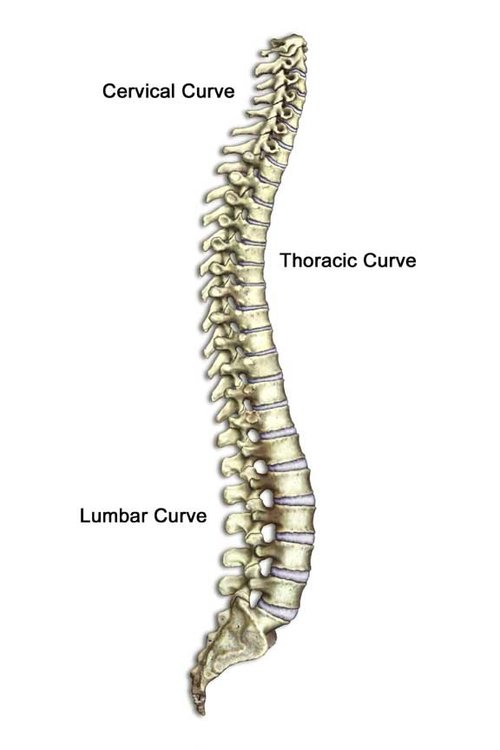  This is the 'S' shaped curve of a healthy spine 