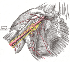 subscapularis - deep in the shoulder complex