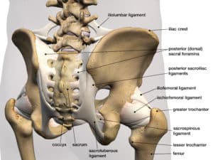 Anatomy of pelvis for pelvic pain blog post